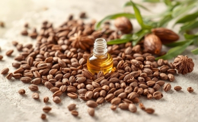 Anise Essential Oil China